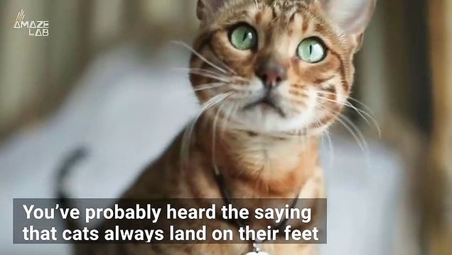 The Science Behind Why Cats Always Land on Their Feet