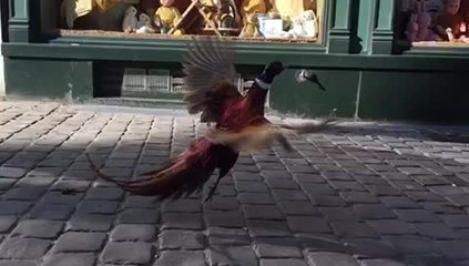 Un faisan en balade à deux pas de la Grand-Place : « Non, mais allô quoi ! »