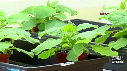 Eğer başarılı olursa koronavirüse çare olabilir