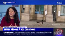 Pourquoi y a-t-il des canards dans les rues de Paris ? BFMTV répond à vos questions