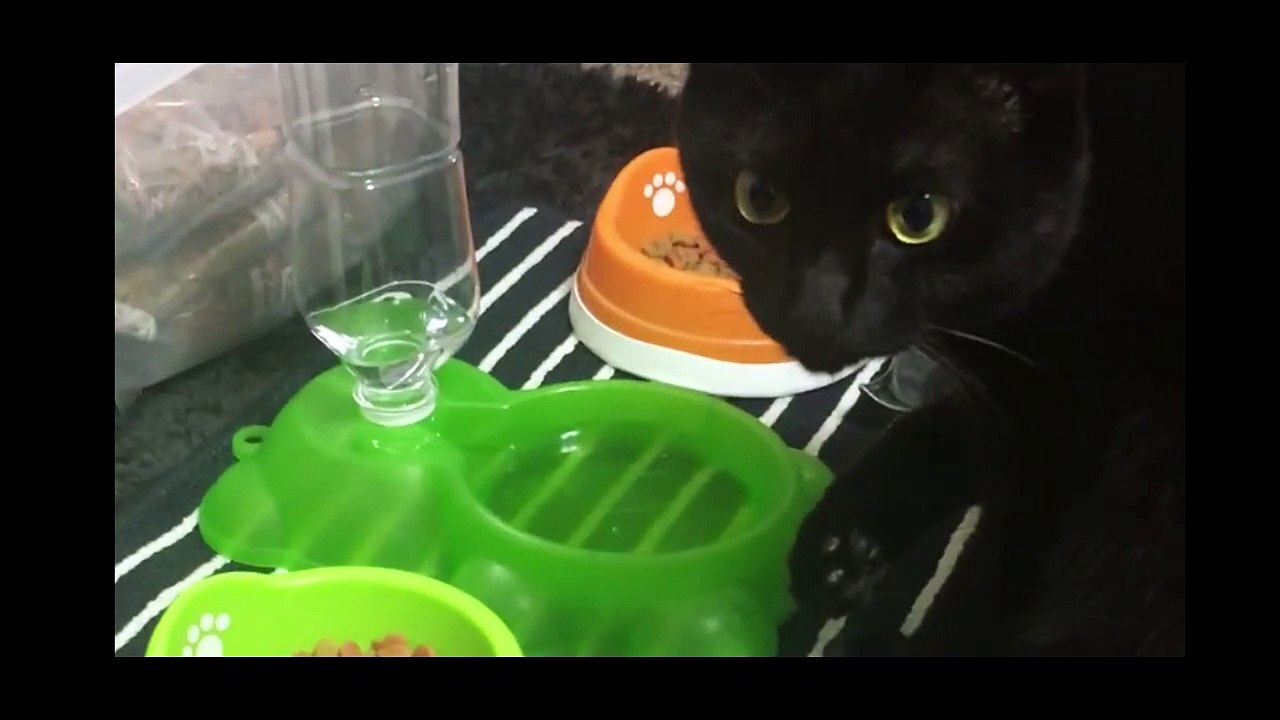 Kuro and Goma's hobbies, preferences and preferences