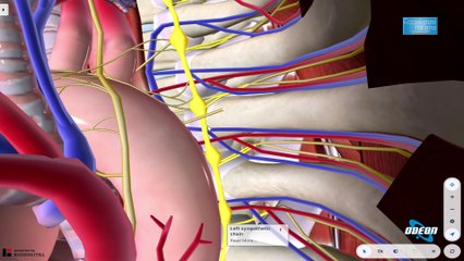 eccellenze italiane 151° P MEDICINA SC