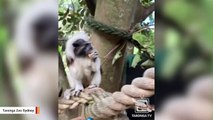 Zoo Welcomes Critically Endangered Cottontop Tamarin Twins