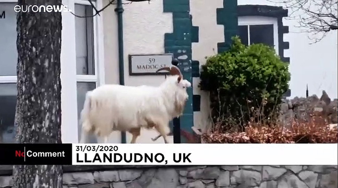 With humans confined to their homes, animals are taking advantage