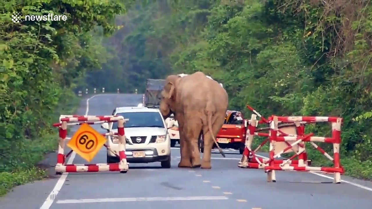 Wild elephant stops pickup truck to steal food from the back in Thailand