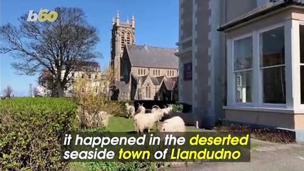 Wild Goats Overrun an Empty Welsh Town During Coronavirus Lockdown