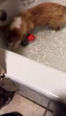 Dog Runs out of Room Doing Bath Time Zoomies