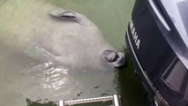 Manatee Enjoys Drinking Fountain From Boat Motor