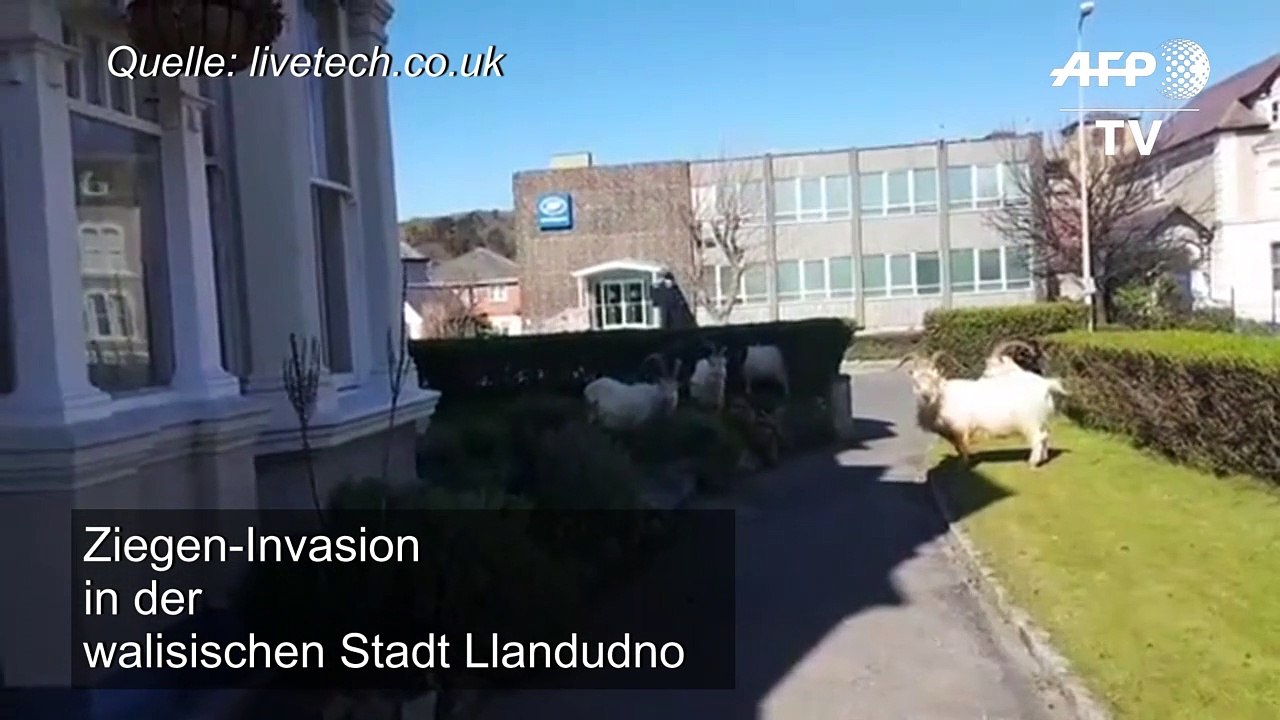 Ziegeninvasion in walisischer stadt