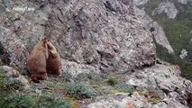 Two adorable marmots spotted fighting at Chinese national park