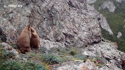 Two adorable marmots spotted fighting at Chinese national park