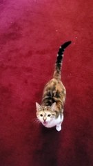 Cat Jumps Into Owners Arms Everyday