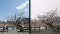 Cherry blossoms are blooming in Japan
