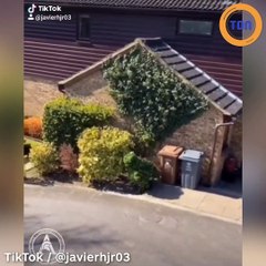 Il se déguise en buisson pour sortir dehors !