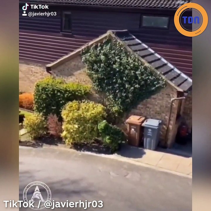 Il se déguise en buisson pour sortir dehors !