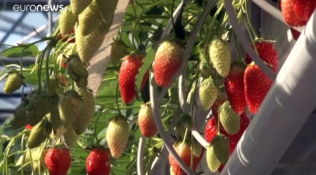 Keep what you sow: Fruit growers struggling amid coronavirus lockdown