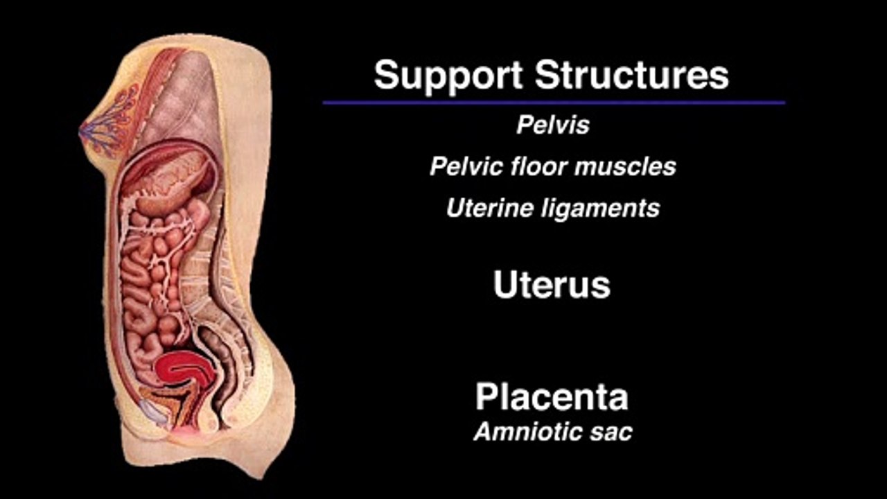 The Pelvis - - Important body parts during the pregnancy