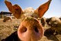 Closed Buffets Force Las Vegas Pig Farms to Look Elsewhere Scraps