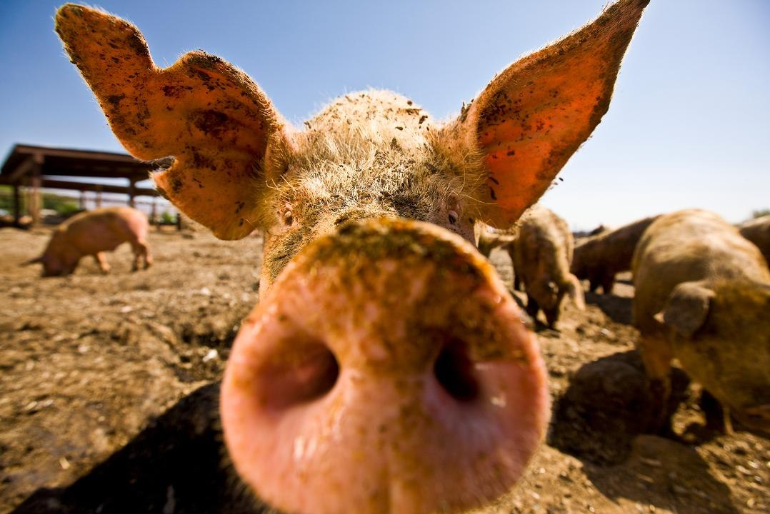 Closed Buffets Force Las Vegas Pig Farms to Loo...