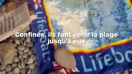 Ce couple reconstitue une plage de galets dans son jardin