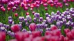 Asheville’s Biltmore Estate Is Now Sharing Weekly Blooming Reports for Garden Lovers