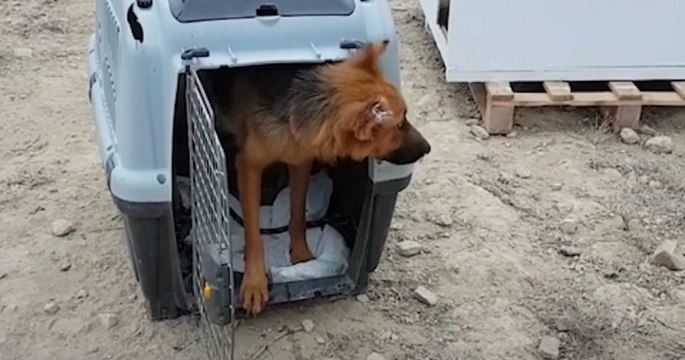 Secouru par le refuge Takis Shelter, ce chien agressif et en manque d'amour va devenir le meilleur ami de son sauveteur