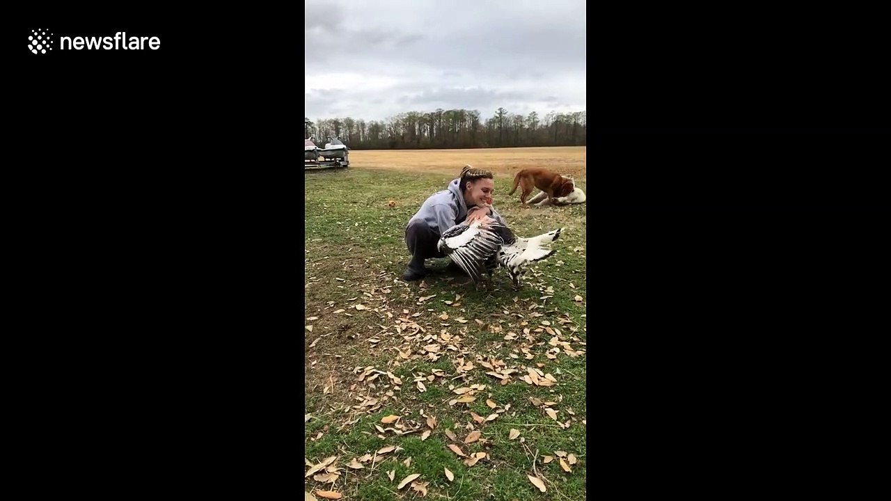 Heartwarming moment when turkey hugs a girl in North Carolina