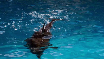 Male Dolphins Sync Up Their Calls for Females