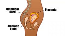 Role of the Placenta during the Pregnancy - - Pregnancy tips!