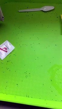 Las plagas en las bandejas de comida