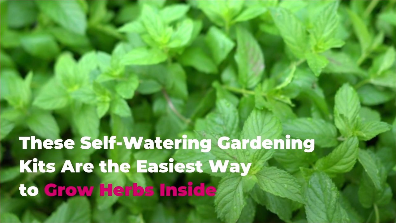 These Self-Watering Gardening Kits Are the Easiest Way to Grow Herbs Inside