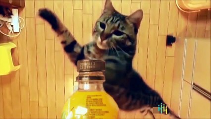 Cute and Funny Cats Videos Compilations   Funny Animal Fails Compilations