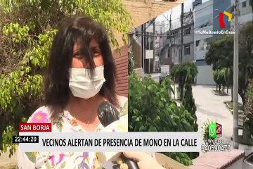 Vecinos alertan de presencia de mono en la calle