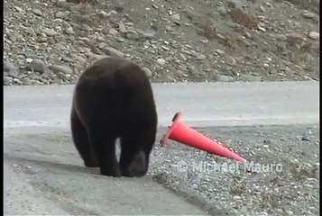 Les employés de la voirie remplacés par des ours...