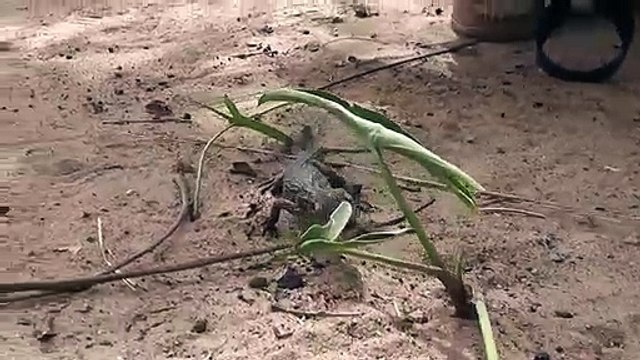 Ce bébé crocodile couine comme un jouet pour chien