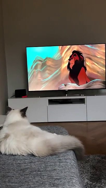 Ce chat regarde le Roi Lion et n'apprécie pas trop le méchant Scar