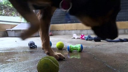 Adopciones de animales se disparan en Australia, debido al confinamiento
