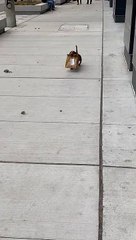 Doggo Struts Down Sidewalk with Precious Cargo