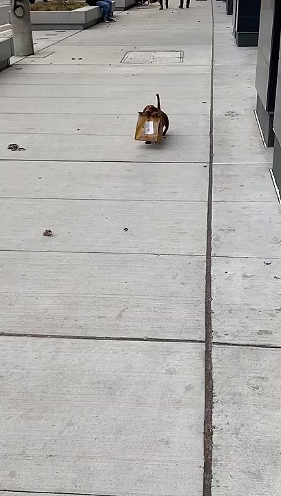 Doggo Struts Down Sidewalk with Precious Cargo