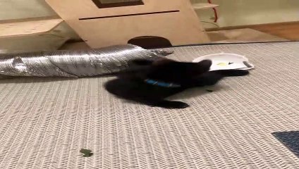 Sable Playfully Tries to Wear Medical Mask