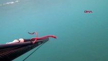Rekortmen dalgıç, 15 santimlik deniz solucanını görüntüledi