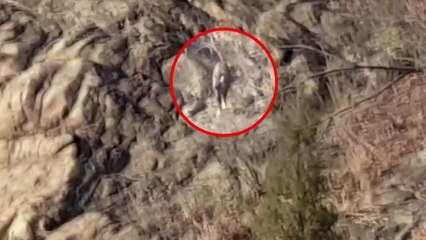 서울 용마산에서 멸종위기종 산양 포착...2018년에 이어 두 번째 / YTN