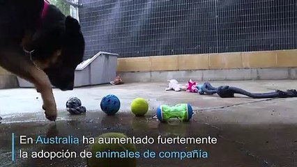 En Australia adoptan animales para paliar el confinamiento