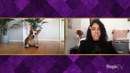 Top Ten Ways Max the Corgi Is Enjoying His Quarantine