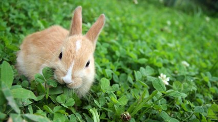Why People Start Each Month by Saying “Rabbit, Rabbit”