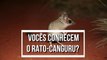 Vocês conhecem o rato canguru? 