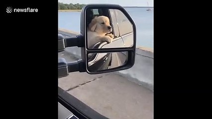 Enjoying the ride, pup in South Carolina refreshes itself through the car window