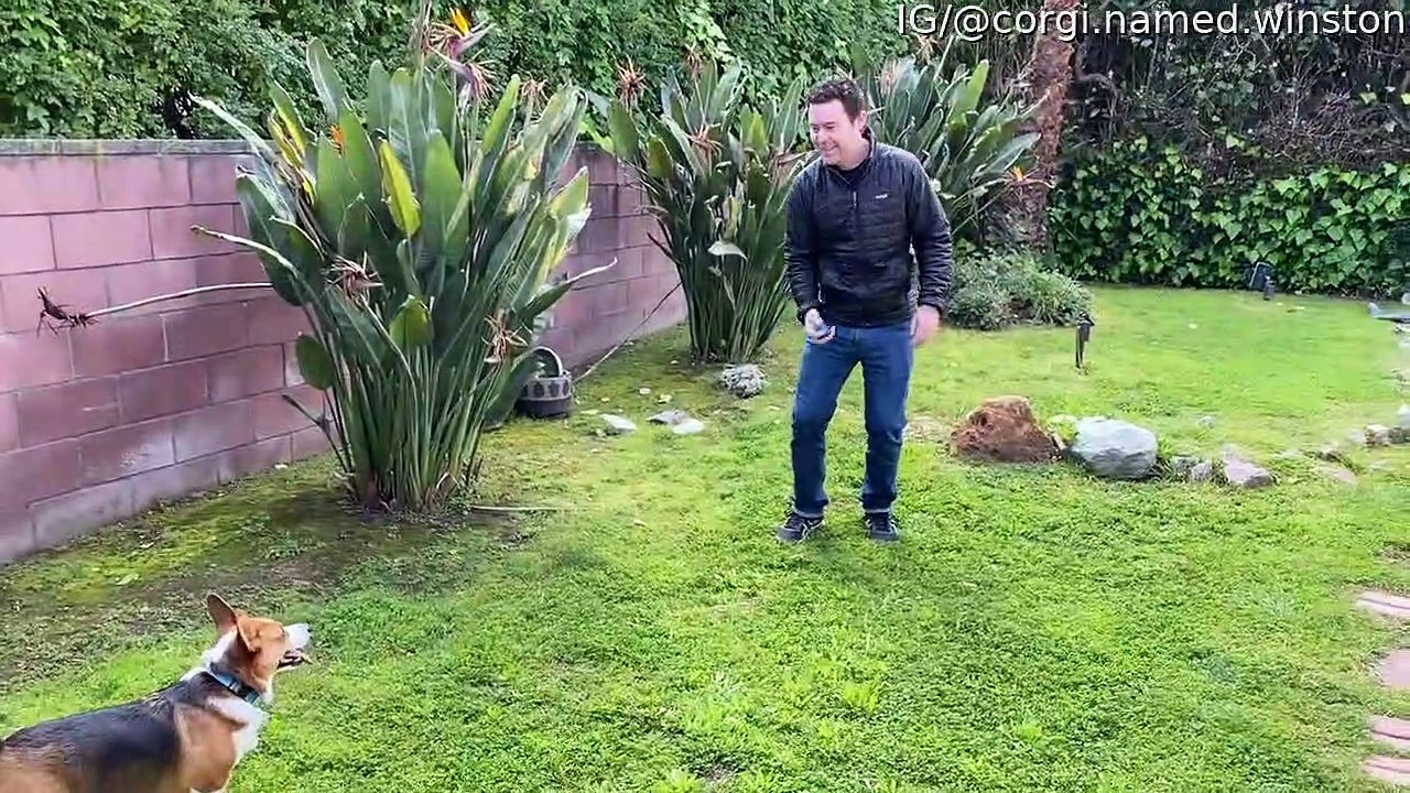 Corgi Plays Catch and Throws the Ball Back