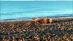 Injured elderly seal at Hayling Islnd Beach