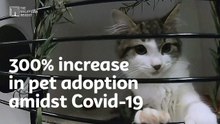 300% increase in pet adoption amidst Covid-19